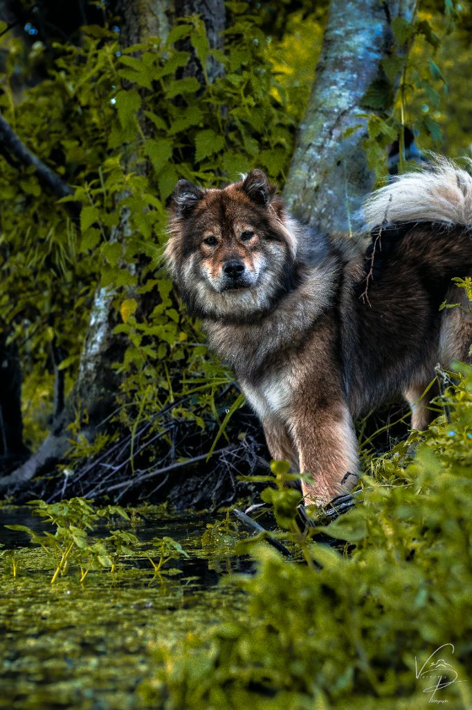 Les Eurasier de l'affixe Du Monde De Thatum