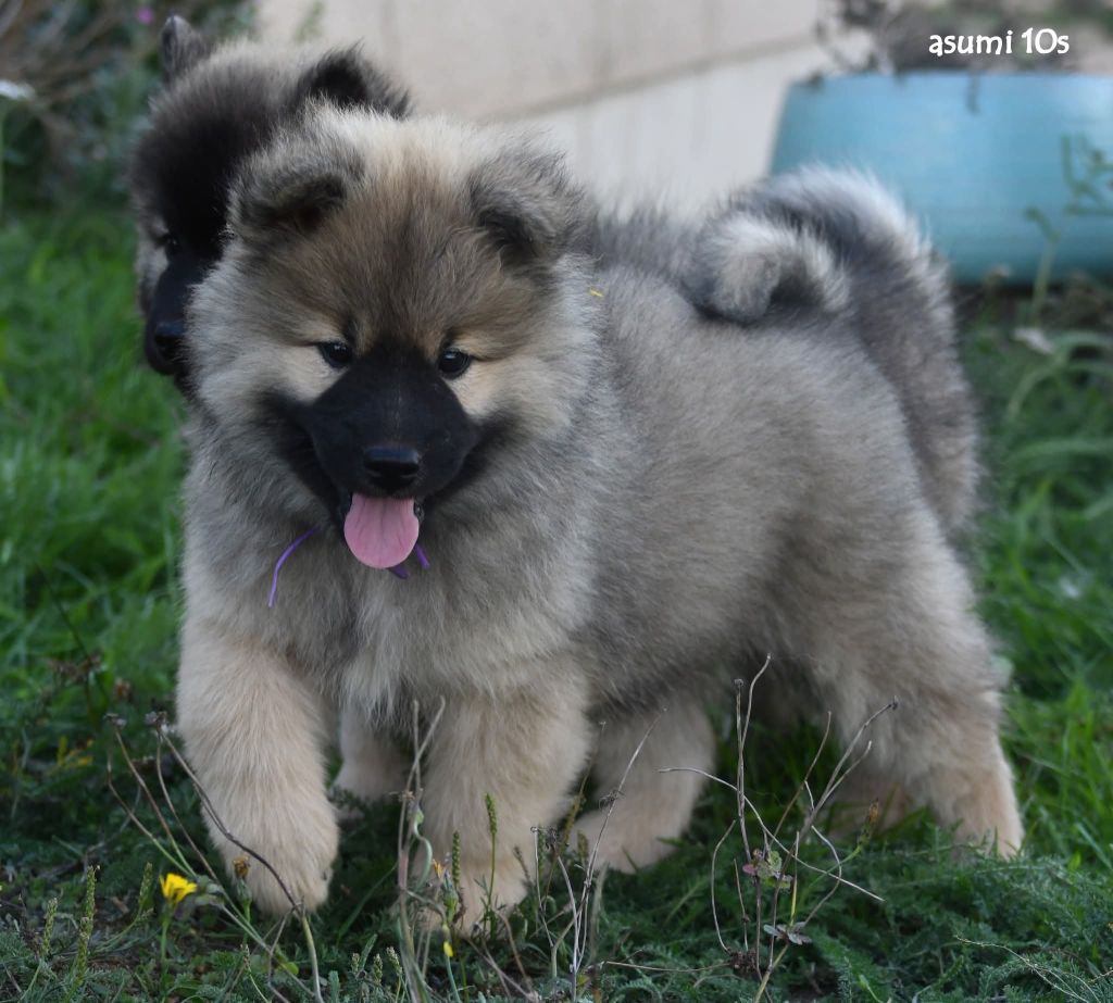 Asumi des Legendes de Retz