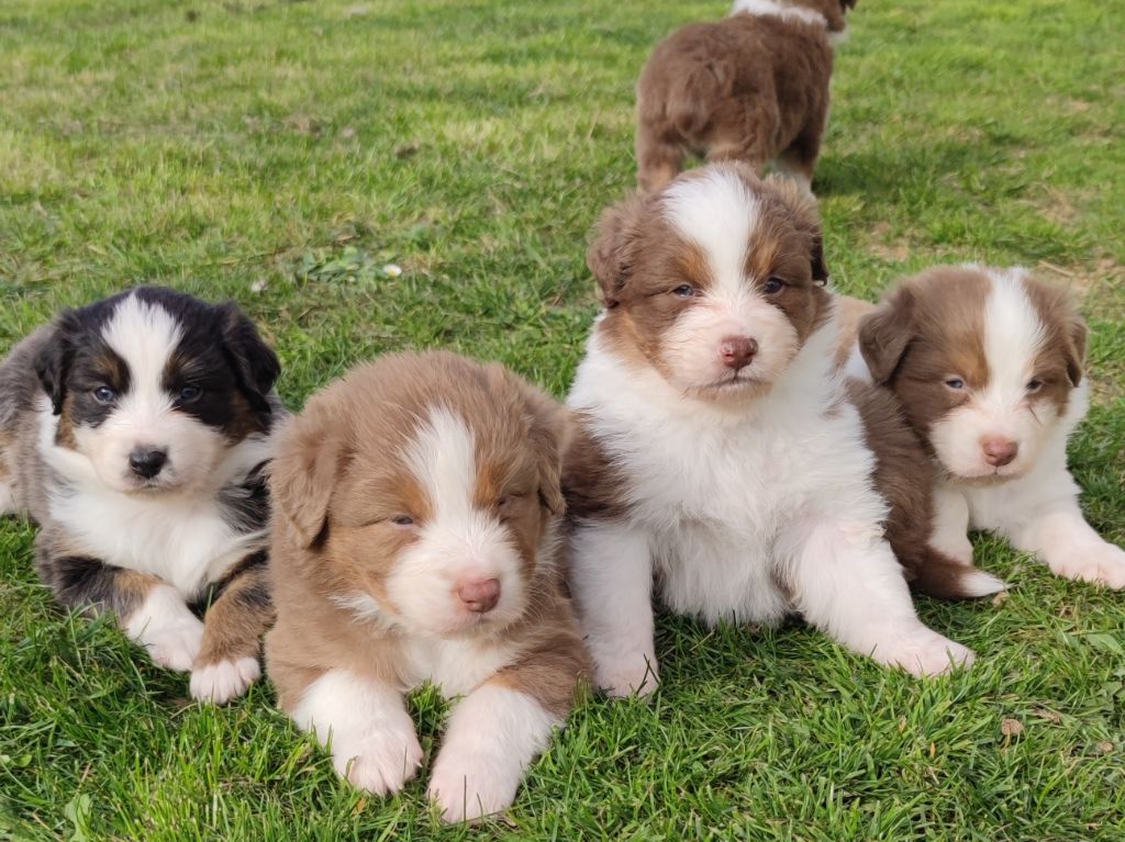 Chiot Berger Australien Du Monde De Thatum