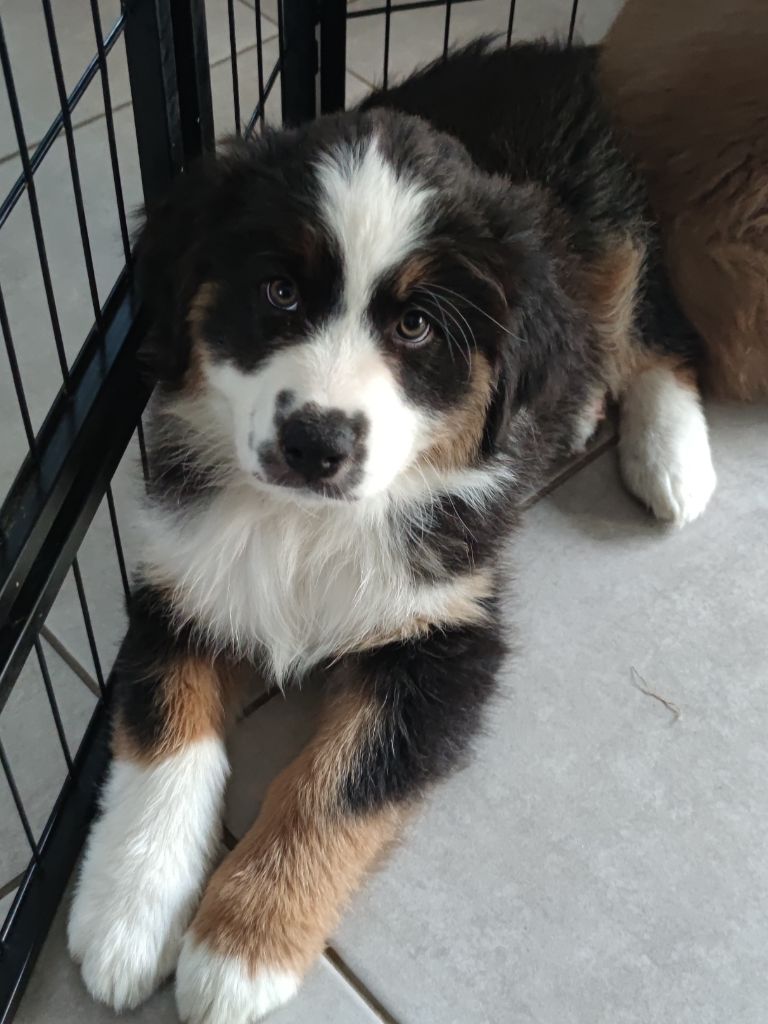 Du Monde De Thatum - Chiots disponibles - Berger Australien